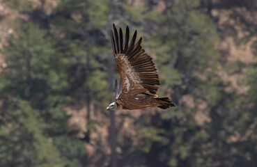 Flight time for griffon vulture