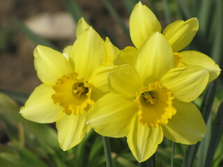 Fototapeta premium Flowers in green grass. Spring time. Sunny day.