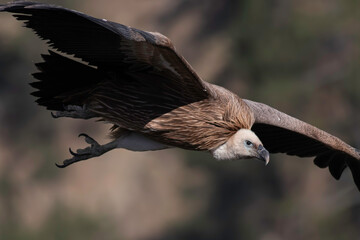 Flight time for griffon vulture