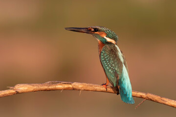 kingfisher is standing on branch