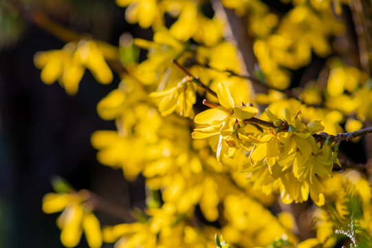 żółte kwiaty wiosennego krzewu forsycji