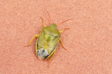 Piezodurus lituratus stink bug insect of intense yellowish green color, with reddish dots and antennae perched on a twig or the ground reddish background