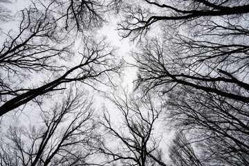 Trees at forest, Boranovice Grove, Czech republic, black and white
