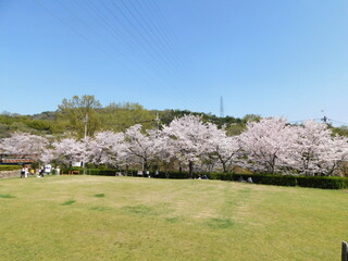 桜が咲く摂津峡公園(大阪府高槻市で2021年3月撮影)