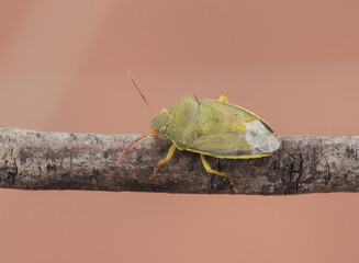 Piezodurus lituratus stink bug insect of intense yellowish green color, with reddish dots and...