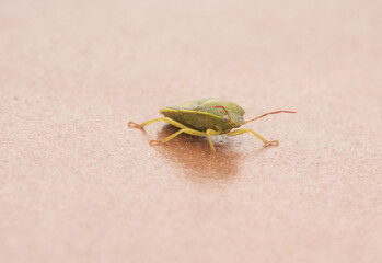 Piezodurus lituratus stink bug insect of intense yellowish green color, with reddish dots and...
