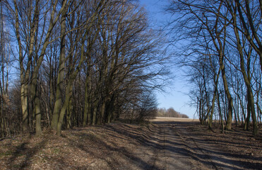 forest, road and blue sky
