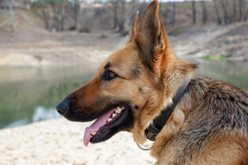 German shepherd dog in profile close-up on the sandy shore of the lake. Walking with your pet in the spring.