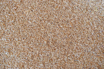 Lawn grass seeds as a background. Natural background.
