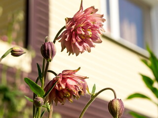 Terry hybrid of a flower Columbine or Aquilegia (Latin Aquilégia) blooms in the front garden in front of the house. © papava