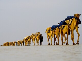 Long line of Camels transporting salt across Ass Ale Salt Lake in Ethiopia.