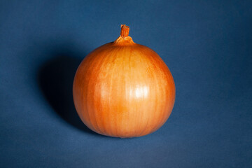 one onion on blue background