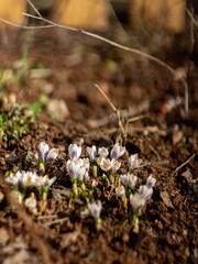 flowers in the garden
