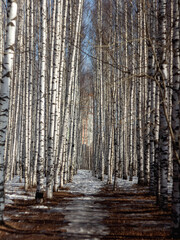 Fototapeta premium forest in winter