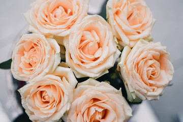 Floral background of pink scented roses. Beautiful pink roses are blooming. Macro bouquet of roses.