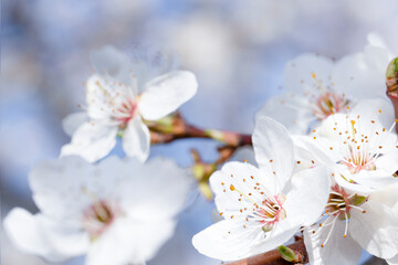 flowering branch with white flowers on a blue background