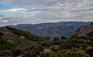 Endless olive groves hills landscape in Andalusia