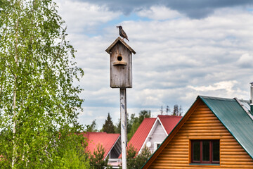 A starling on a birdhouse