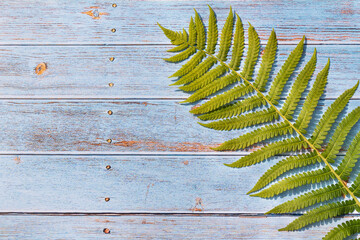 Fern leaf on a blue wooden background