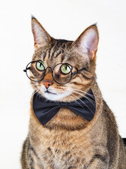 A beatutiful cat with round glasses