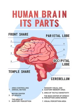 parts of the brain educational scheme