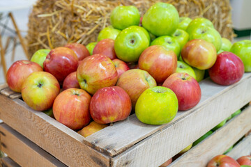 Red and green apples in a wooden box. Autumn harvest of fruits on the farm.