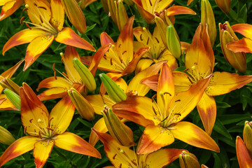 Flower bed with flowers in garden. Yellow-red Daylilies (Latin: Hemerocallis) close up. Soft selective focus.