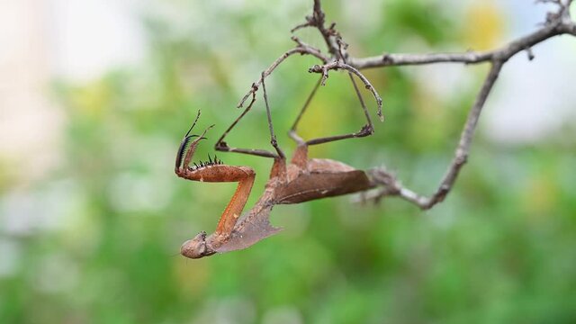 Dead Leaf Mantis, Deroplatys desiccata, Thailand, hanging upside down on a bare dry twig as if motionless and then turns its head towards its forelegs and swings a little.