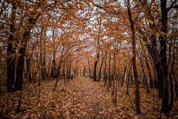 Obraz premium Nebraskan Midwest Fall Forest 