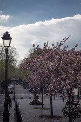 cherry blossom season in cobblestone streets of  Montmartre Paris - Place Marcel Aymé 