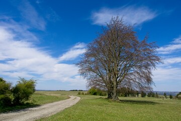 Obraz premium Countryside in the Volcanic Eifel or Vulkan Eifel mountains in Germany