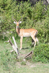 Antelope in Tanzania National Park