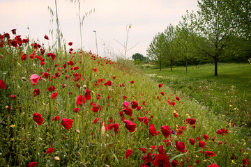 Beautiful field of red poppies in the sunset light. 