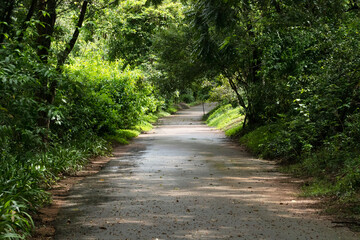 Fototapeta premium Road in the middle of the green forest