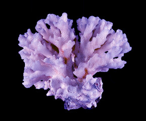 Coral isolated on black background
