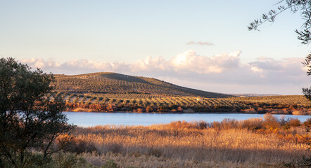 Olive groves landscape at the Laguna de Zonar in southern Spain © Alice_D