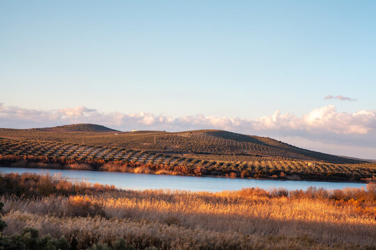 Olive groves landscape at the Laguna de Zonar in southern Spain