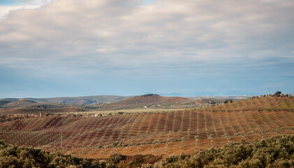 Andalusia endless olive groves landscape