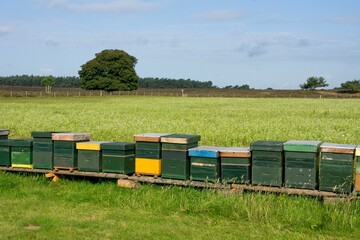 Beehives in Nature Reserve Planken Wambuis near Ede in the East of the Netherlands