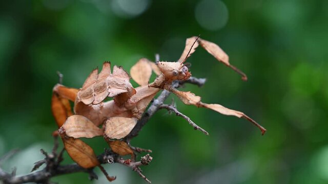 Giant Prickly Stick Insect, Extatosoma tiaratum; a close capture of this alien like insect facing to the right as it pretends to be a part of a twig.