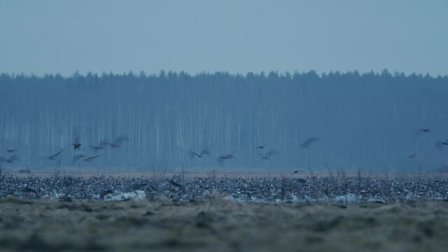 Geese flock during spring migration in early morning dusk feeding and flying on the field
