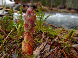 Russia. Kuznetsk Alatau. The first spring shoots of taiga flowers on the bank of a tributary of the Tom River.