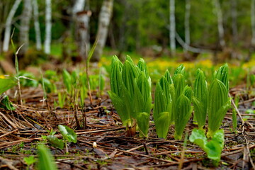 Russia. Kuznetsk Alatau. The first spring shoots of taiga flowers on the bank of a tributary of the Tom River.
