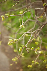 Thin tree branches with green foliage buds
