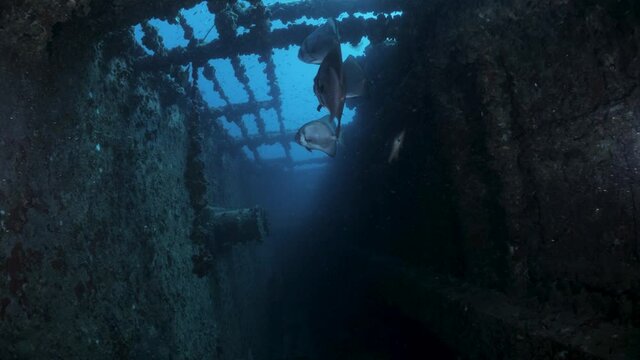 Unique scuba divers view inside of the recently scuttled Navy boat the Ex-HMAS Tobruk artificial reef showing the sunlight penetrating through the side of the sunken ship