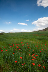 Grassland field full of red beautiful poppy anemone flowers in spring