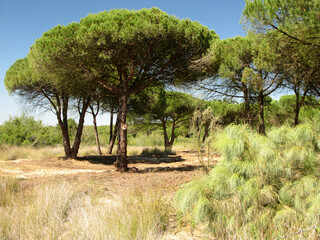 CARTAYA HUELVA LAGUNA EL PORTIL DETALLES