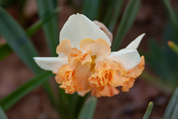 daffodil frilly