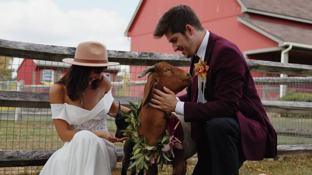 Goat head butts bride during wedding photoshoot and knocks her over, Slow Motion