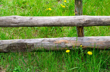 Dandelions in the grass. Yellow dandelions on the background of a wooden fence. Spring background